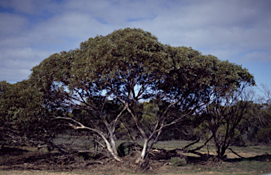 APII jpeg image of Eucalyptus calcareana  © contact APII