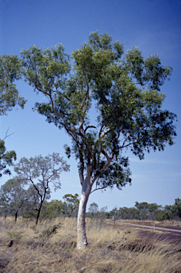 APII jpeg image of Eucalyptus umbrawarrensis  © contact APII