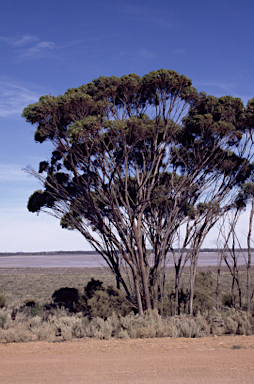 APII jpeg image of Eucalyptus urna  © contact APII