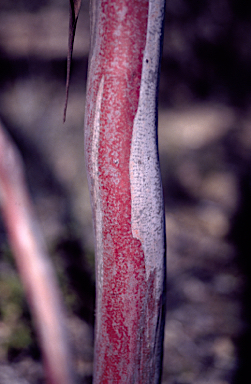 APII jpeg image of Eucalyptus vegrandis subsp. vegrandis  © contact APII