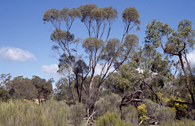 APII jpeg image of Eucalyptus viridis subsp. wimmerensis  © contact APII