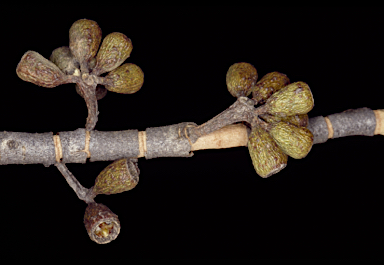 APII jpeg image of Eucalyptus xanthonema subsp. xanthonema  © contact APII