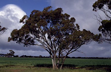 APII jpeg image of Eucalyptus yilgarnensis  © contact APII