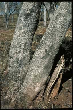 APII jpeg image of Eucalyptus koolpinensis  © contact APII