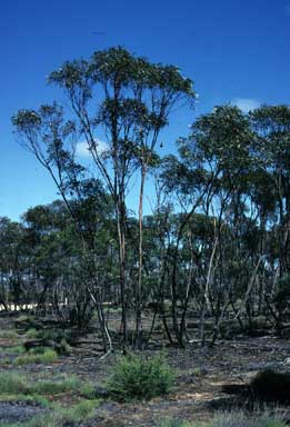 APII jpeg image of Eucalyptus balladoniensis subsp. balladoniensis  © contact APII