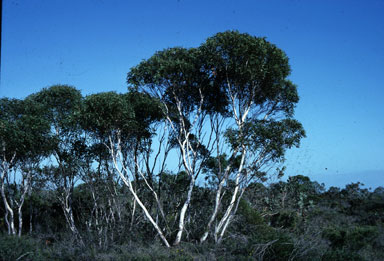 APII jpeg image of Eucalyptus cooperiana  © contact APII