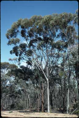 APII jpeg image of Eucalyptus argyphea  © contact APII