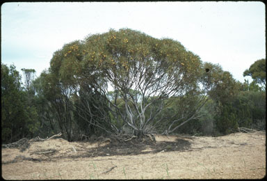 APII jpeg image of Eucalyptus deflexa  © contact APII