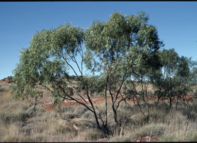 APII jpeg image of Eucalyptus normantonensis  © contact APII