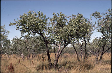 APII jpeg image of Corymbia pachycarpa  © contact APII