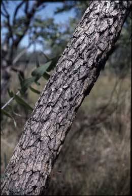 APII jpeg image of Corymbia pachycarpa  © contact APII