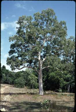 APII jpeg image of Eucalyptus platyphylla  © contact APII