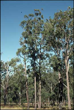 APII jpeg image of Eucalyptus tindaliae  © contact APII