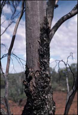 APII jpeg image of Eucalyptus semota  © contact APII