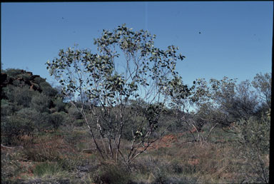 APII jpeg image of Eucalyptus sessilis  © contact APII