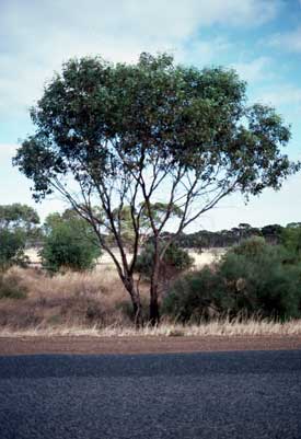 APII jpeg image of Eucalyptus behriana  © contact APII