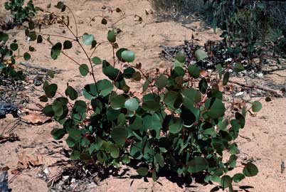 APII jpeg image of Eucalyptus caesia subsp. magna  © contact APII