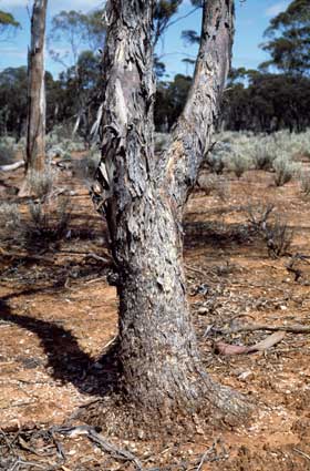 APII jpeg image of Eucalyptus celastroides  © contact APII