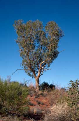 APII jpeg image of Corymbia chippendalei  © contact APII