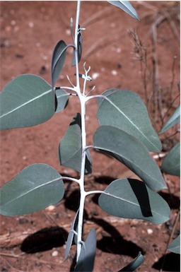 APII jpeg image of Eucalyptus cretata  © contact APII