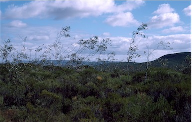 APII jpeg image of Eucalyptus desmondensis  © contact APII