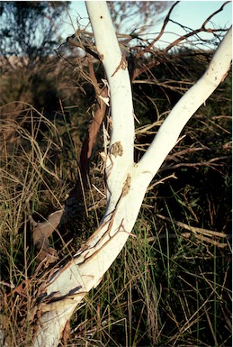 APII jpeg image of Eucalyptus doratoxylon  © contact APII