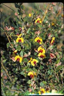 APII jpeg image of Bossiaea ornata  © contact APII