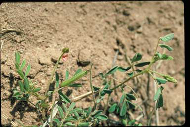 APII jpeg image of Indigofera hirsuta  © contact APII