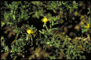 APII jpeg image of Crotalaria ramosissima  © contact APII