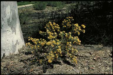 APII jpeg image of Pultenaea daphnoides  © contact APII