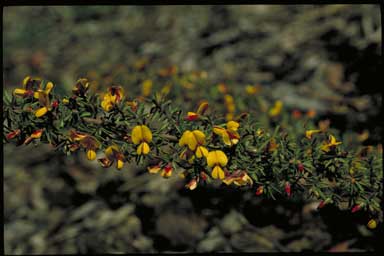 APII jpeg image of Pultenaea hispidula  © contact APII