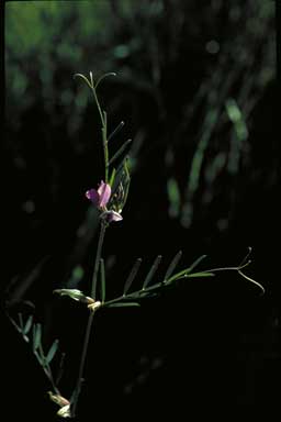 APII jpeg image of Vicia sativa subsp. nigra  © contact APII