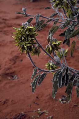 APII jpeg image of Crotalaria cunninghamii  © contact APII