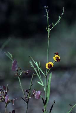 APII jpeg image of Daviesia leptophylla  © contact APII