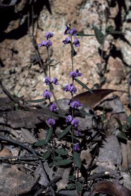 APII jpeg image of Hovea linearis  © contact APII