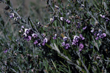 APII jpeg image of Hovea montana  © contact APII