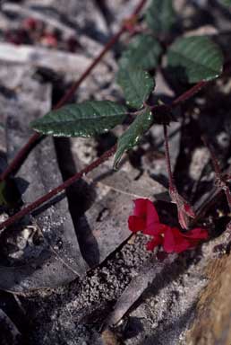 APII jpeg image of Kennedia sp. south coast (T.R.Lally 1576 & I.P.Lally)  © contact APII