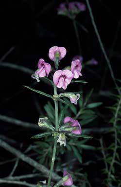 APII jpeg image of Mirbelia rubiifolia  © contact APII