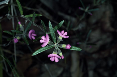 APII jpeg image of Mirbelia rubiifolia  © contact APII