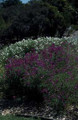 APII jpeg image of Swainsona galegifolia  © contact APII