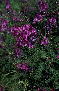 APII jpeg image of Swainsona galegifolia  © contact APII