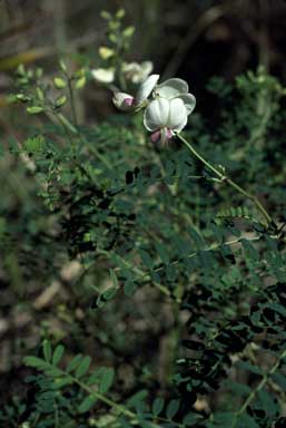 APII jpeg image of Swainsona galegifolia  © contact APII