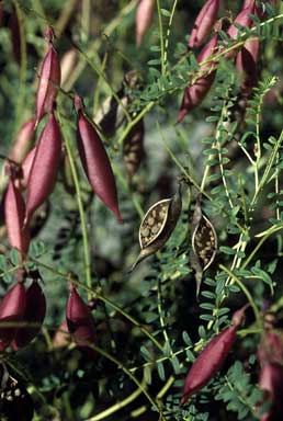 APII jpeg image of Swainsona galegifolia  © contact APII