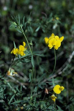 APII jpeg image of Lotus corniculatus  © contact APII