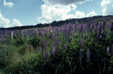 APII jpeg image of Lupinus polyphyllus  © contact APII