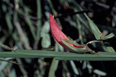 APII jpeg image of Leptosema aphyllum  © contact APII