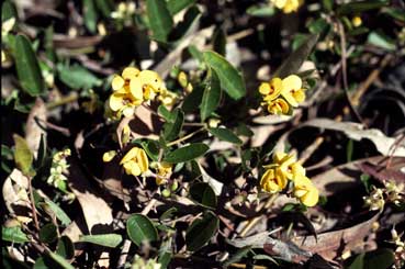 APII jpeg image of Podolobium scandens var. scandens  © contact APII