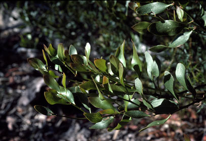 APII jpeg image of Daviesia corymbosa  © contact APII