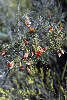 APII jpeg image of Bossiaea praetermissa  © contact APII