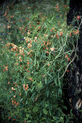 APII jpeg image of Chorizema diversifolium  © contact APII